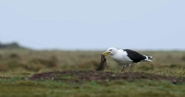 Una gaviota engullendo un conejo adulto de un bocado