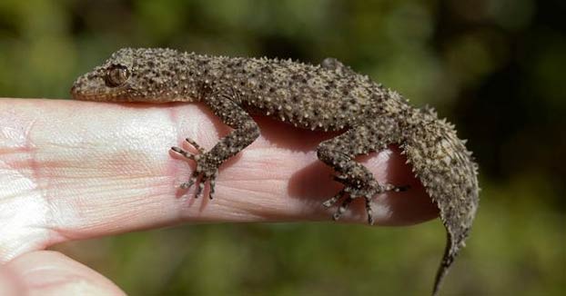 Se come un lagarto por una apuesta y muere tras varios días de agonía