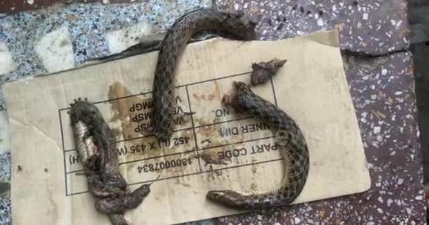 Un hombre muerde a una serpiente después de ser mordido por ella y termina en el hospital