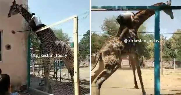 Un hombre se sube a lomos de una jirafa en el zoo de Shymkent