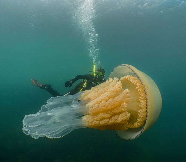 Una pareja de submarinistas encuentra una gigantesca medusa del tamaño de una persona en la costa de Cornualles 