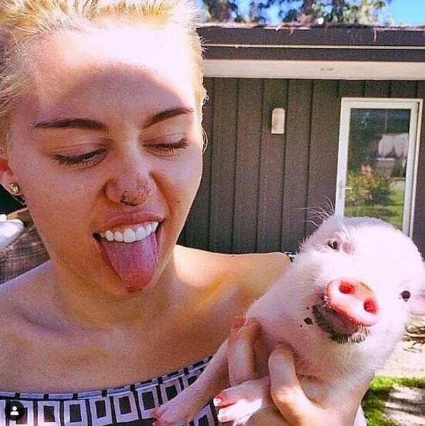 Muere la cerda de Miley Cyrus