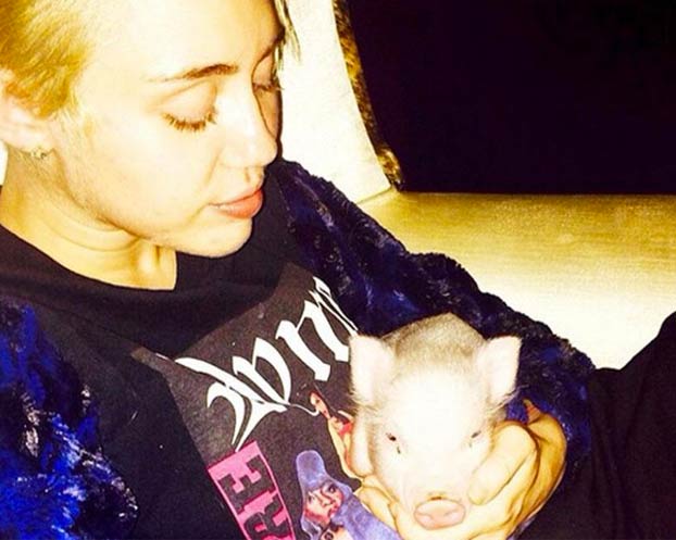 Muere la cerda de Miley Cyrus