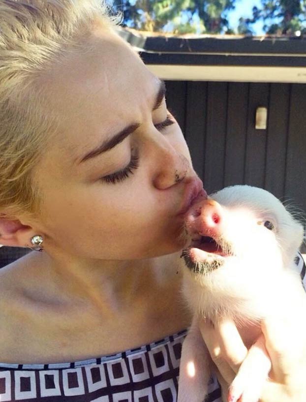 Muere la cerda de Miley Cyrus