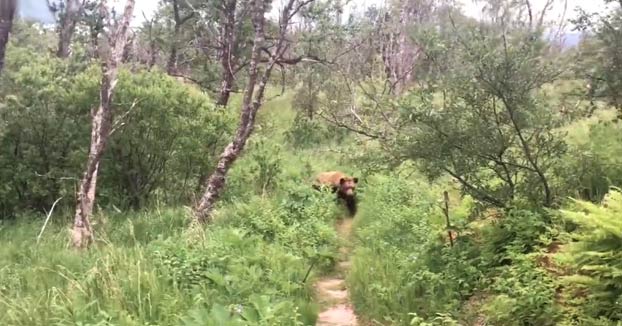 Esta pareja terminó su luna de miel con un encuentro con un oso grizzly cuando hacían senderismo