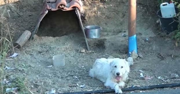 Un perro lleva año y medio esperando a su dueño en la curva donde se mató en un accidente de coche