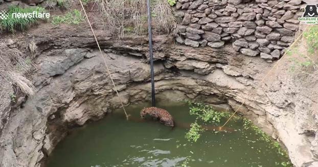Salvan a un leopardo de morir ahogado en un pozo en India