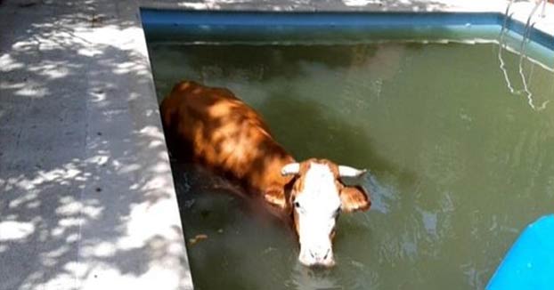La Policía Local llama a una familia para avisarles que una vaca llevaba dos días a remojo en su piscina