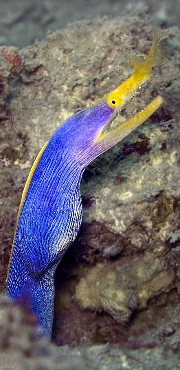 La preciosa anguila de listón azul que puede alcanzar 1,30 metros de largo