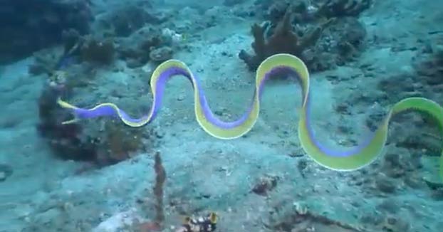 La Preciosa Anguila De Liston Azul Que Puede Alcanzar 1 30 Metros De Largo Mibrujula Com La Preciosa Anguila De Liston Azul Que Puede Alcanzar 1 30 Metros De Largo Mibrujula Com