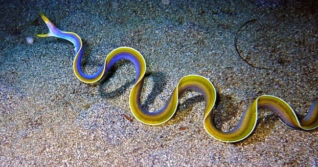 La preciosa anguila de listón azul que puede alcanzar 1,30 metros de largo