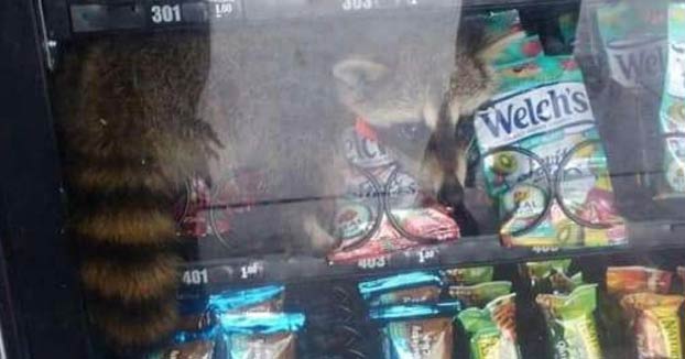 Una mapache queda atrapado en una máquina expendedora al intentar robar algunos snacks