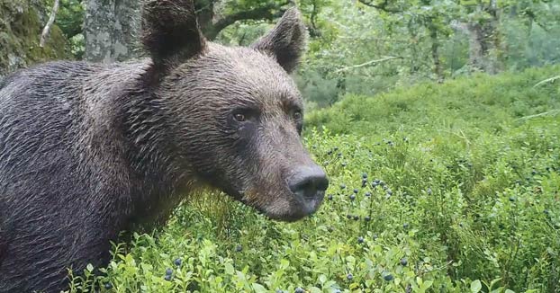 Un oso dándose un festín de arándanos en Asturias