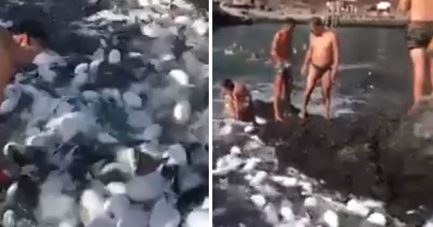 Una avalancha de peces globo sorprende a los bañistas en la isla de El Hierro