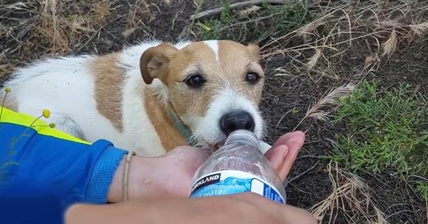 Un perro perdido en el monte sobrevive de milagro gracias a unos motoristas