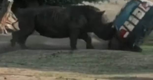 Un rinoceronte de un safari park alemán destroza un coche con el cuidador dentro