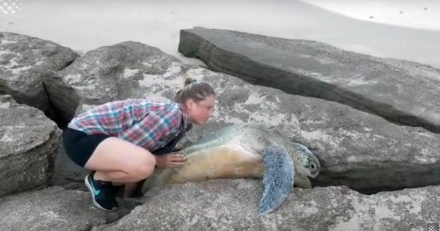 Esta pareja salva a una tortuga que se quedó atrapada entre dos grandes rocas a la orilla del mar