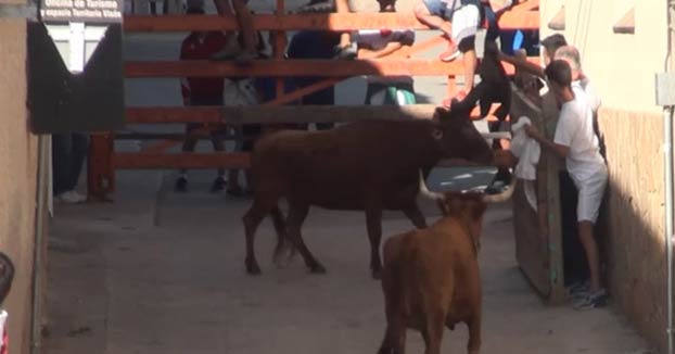 Se deja los testículos enganchados en la madera del burladero tras ser corneado por una vaca en Falces