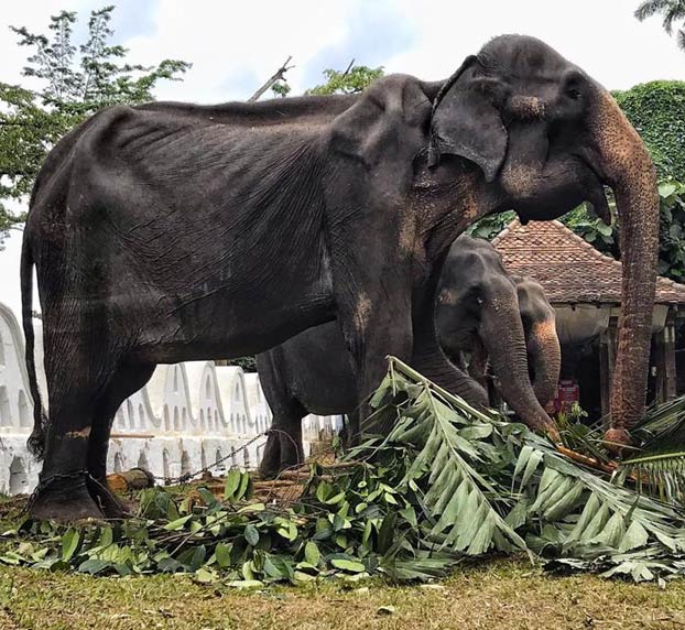 Las impactantes imágenes de Tikiri: la elefanta de 70 años enferma obligada a trabajar en un festival en Sri Lanka