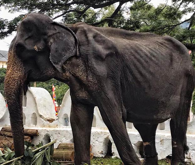 Las impactantes imágenes de Tikiri: la elefanta de 70 años enferma obligada a trabajar en un festival en Sri Lanka