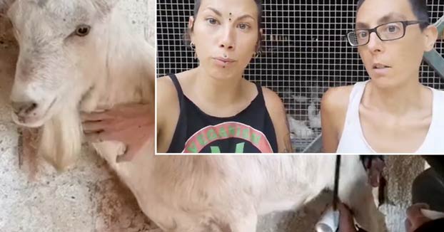 Las veganas ''transfeministas'' virales amputaron los testículos a un macho cabrío