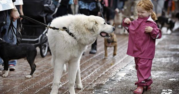 Un colegio de Granada impartirá una asignatura sobre protección animal