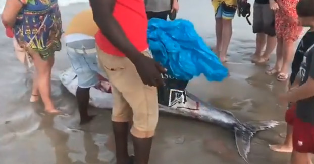 Aparece un atún varado en una playa de La Manga y lo cortan en filetes para llevárselo