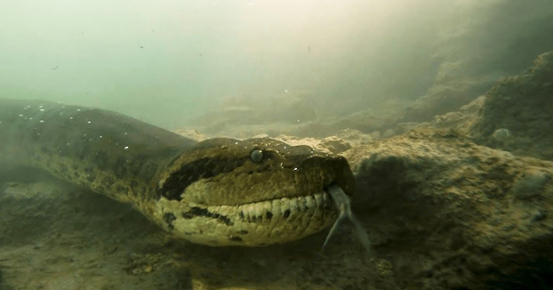 Unos buceadores se encuentran cara a cara con una anaconda gigante mientras exploran un río