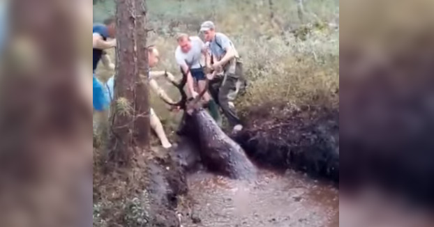 Cazadores salvan a un ciervo atrapado en el fango en Bielorrusia