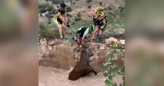 Un aplauso para estos ciclistas que han rescatado a un ciervo de morir ahogado en Huéscar, Granada