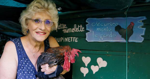 Un juez francés desestima la denuncia contra el gallo Maurice por cantar demasiado temprano