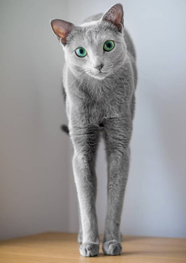 Estos preciosos gatos de la raza azul ruso tienen unos ojos impresionantes