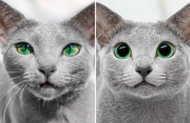 Estos preciosos gatos de la raza azul ruso tienen unos ojos impresionantes