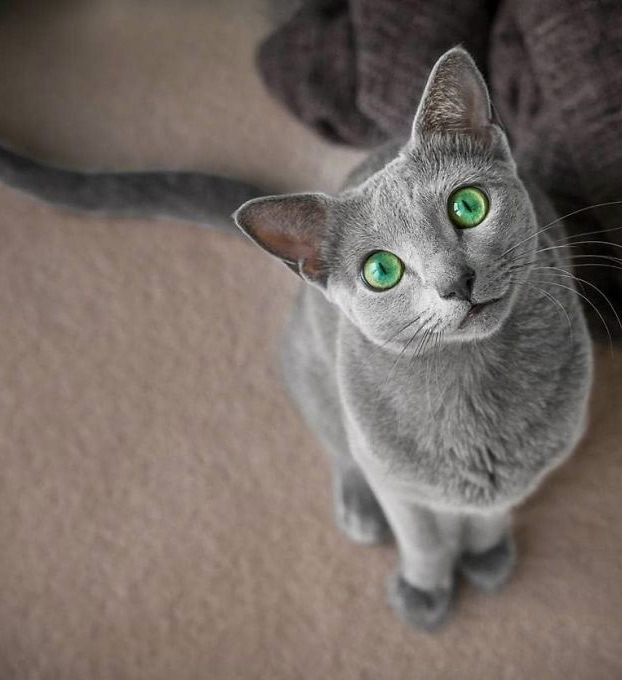 Estos preciosos gatos de la raza azul ruso tienen unos ojos impresionantes