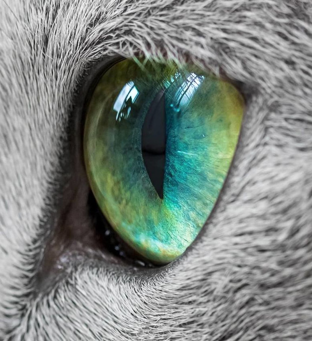 Estos preciosos gatos de la raza azul ruso tienen unos ojos impresionantes