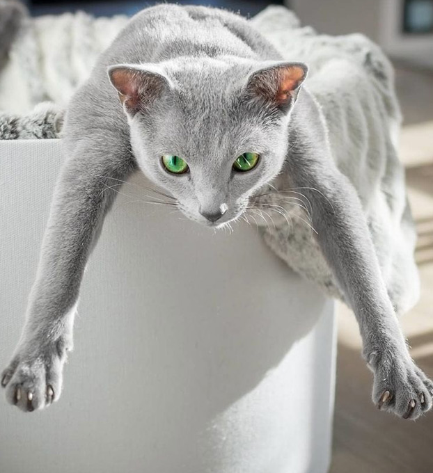 Estos preciosos gatos de la raza azul ruso tienen unos ojos impresionantes