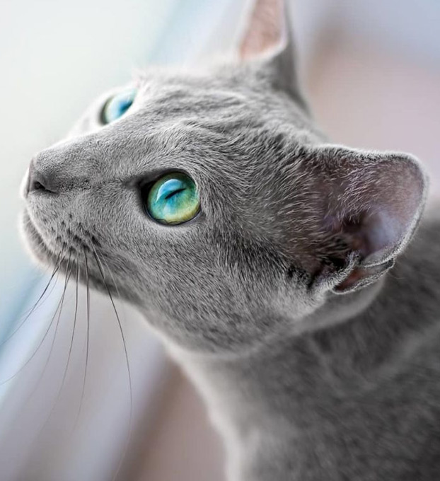 Estos preciosos gatos de la raza azul ruso tienen unos ojos impresionantes