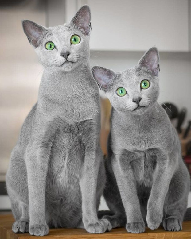 Estos preciosos gatos de la raza azul ruso tienen unos ojos impresionantes