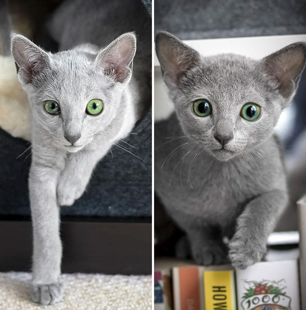 Estos preciosos gatos de la raza azul ruso tienen unos ojos impresionantes