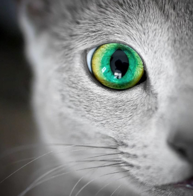 Estos preciosos gatos de la raza azul ruso tienen unos ojos impresionantes