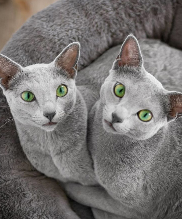 Estos preciosos gatos de la raza azul ruso tienen unos ojos impresionantes