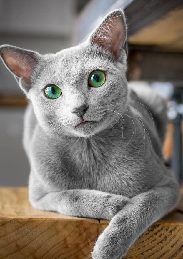 Estos preciosos gatos de la raza azul ruso tienen unos ojos impresionantes