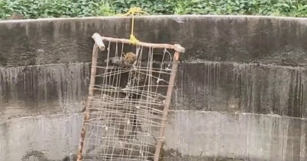 Salvan a un leopardo que cayó a un pozo colocándole una cama cuna a modo de escalera