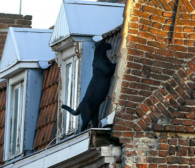 Una pantera se pasea a sus anchas por el tejado de un edificio en Francia