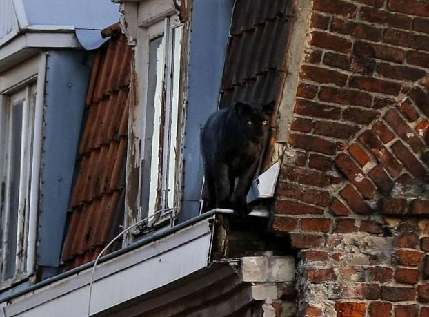 Una pantera se pasea a sus anchas por el tejado de un edificio en Francia