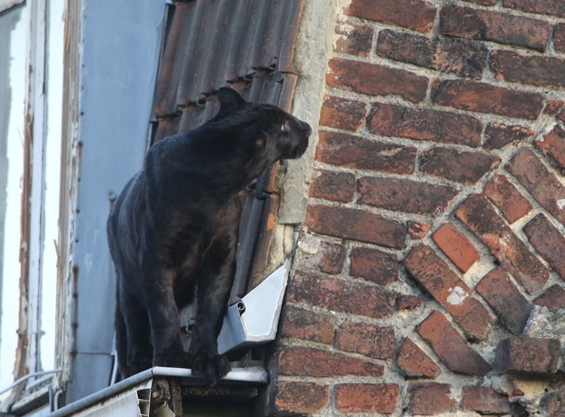 Una pantera se pasea a sus anchas por el tejado de un edificio en Francia