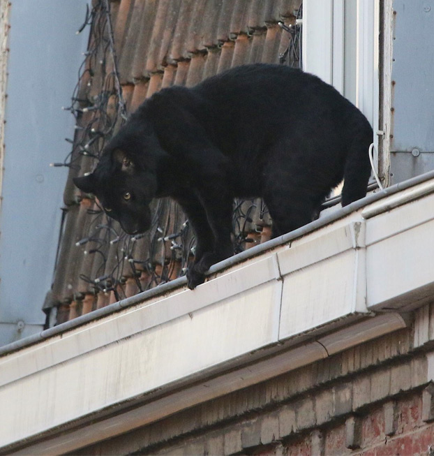 Una pantera se pasea a sus anchas por el tejado de un edificio en Francia