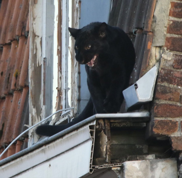 Una pantera se pasea a sus anchas por el tejado de un edificio en Francia