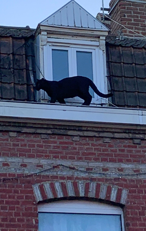 Una pantera se pasea a sus anchas por el tejado de un edificio en Francia