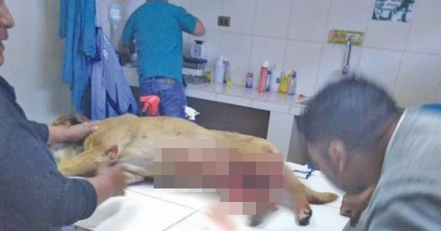 Una joven de 18 años corta el pene a un perro mestizo por aparearse con su perra de raza